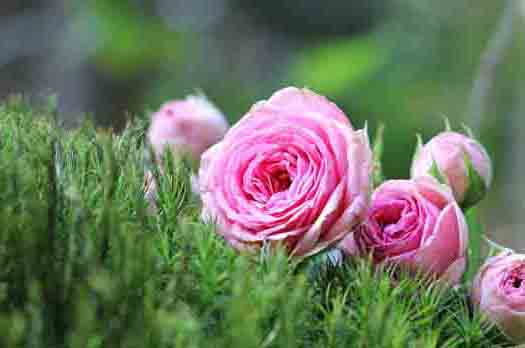 roze rozen