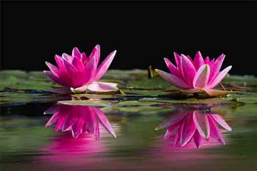 vijver roze bloem