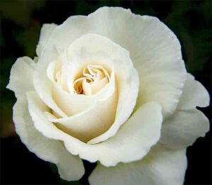 white rose wedding